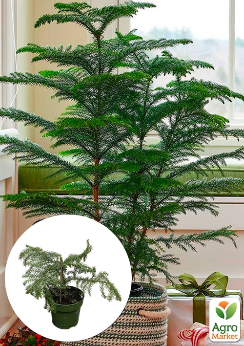 

Араукария (Araucaria heterophylla) комнатная ель