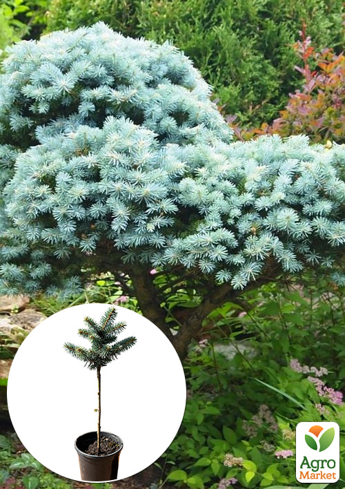 

Ялина сріблясто-блакитна на штамбі «Glauca Globosa» С1,5, висота 20-30см