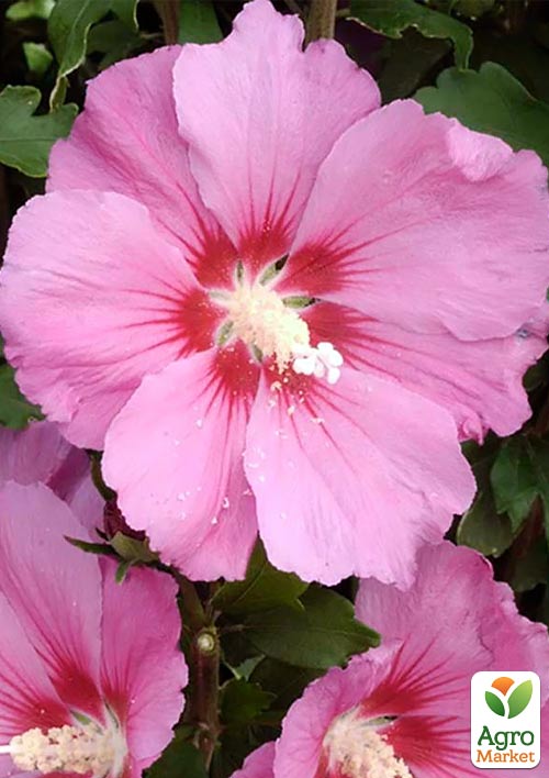 

Гибискус сирийский розовый Магия красоты (Magic of beauty)