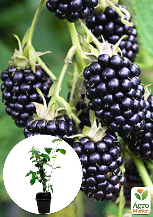 

LMTD Ежевика Thornless Evergreen (сортовая, укорененная)