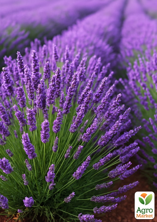 

Лавандін Grosso (гібридна лаванда)