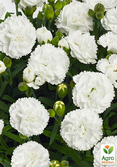 

Гвоздика Махровая Pinocchio Bianco (контейнер № 10, высота 10 см)