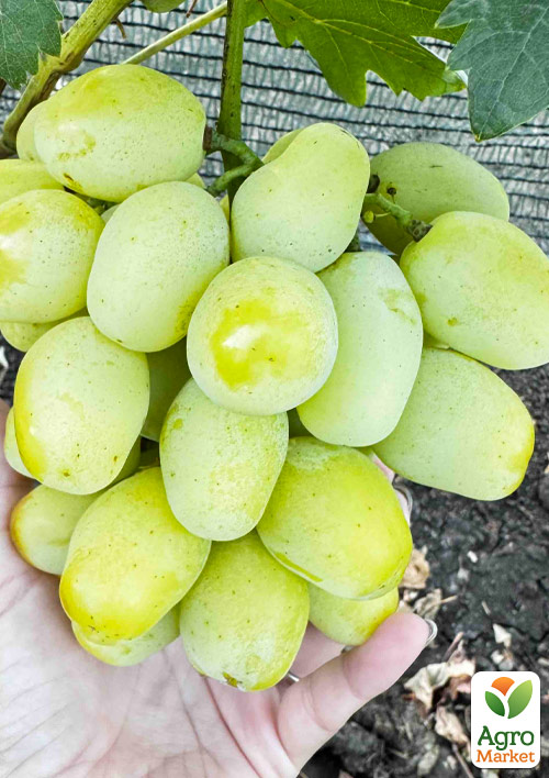 

Виноград Карина (дуже великий солодкий мускат селекції Калугіна ВМ)