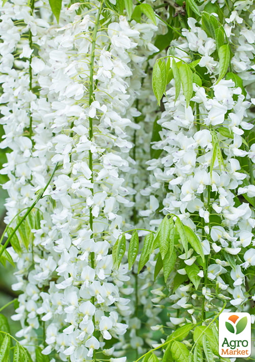 

Гліцинія 3-х річна біла Білі ночі (White Nights)