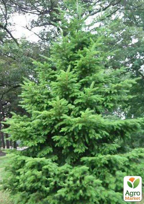 

Ялиця Дугласа 3-х річна (Pseudotsuga menziesii) висота 30-40 см