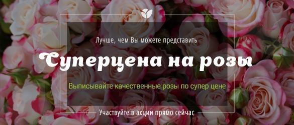 Суперцена на качественные саженцы роз Суперцена на качественные саженцы роз