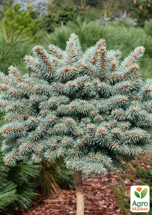 

Ель колючая на штамбе «Pyramidalis Compacta» С20, высота штамба 80-90см, диаметр кроны 30-40см