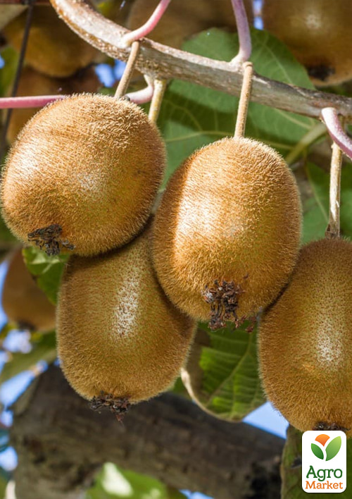 

Актинидия 3-х летняя деликатесная самоплодная Jenny С4, высота 85-110см