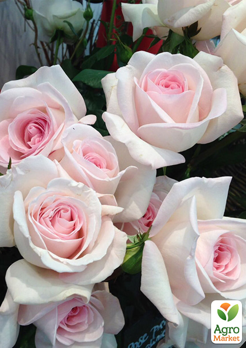 

Троянда чайно-гібридна Alexandre Pouchkine (саджанець класу АА+) вищий сорт