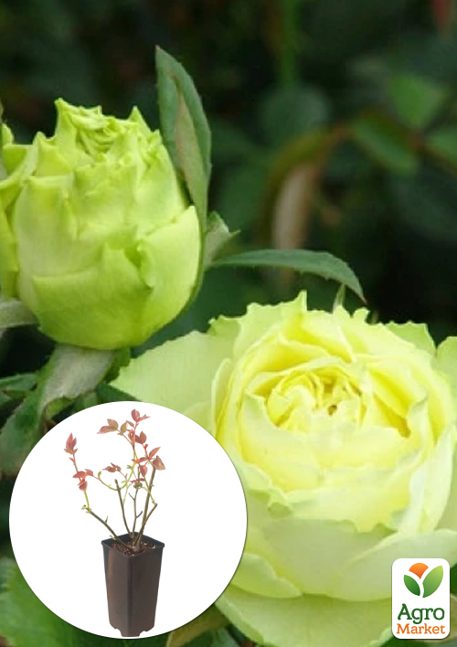 

Роза чайно-гибридная Limbo в контейнере, высший сорт