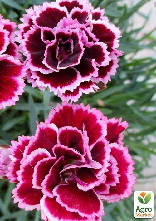 

Гвоздика Махровая Pinocchio Amarena (контейнер № 10, высота 10 см)