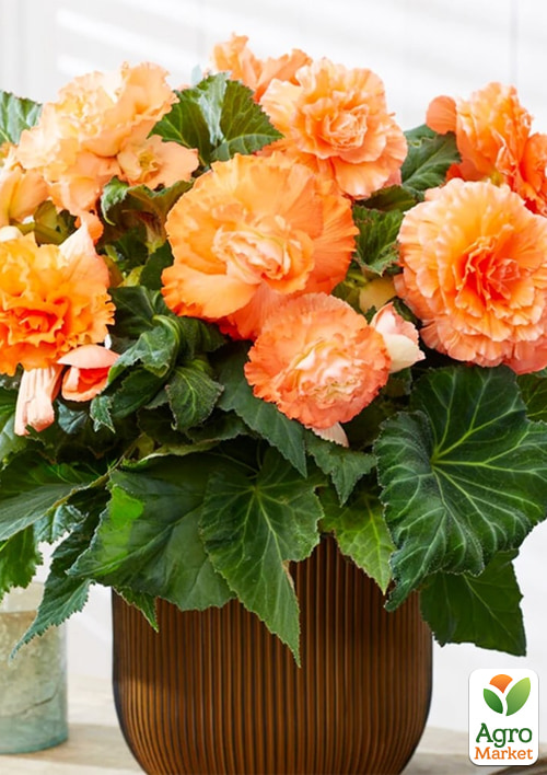 

Бегония Америгибрид F1 rufled apricot ТМ Профессиональные семена 100шт