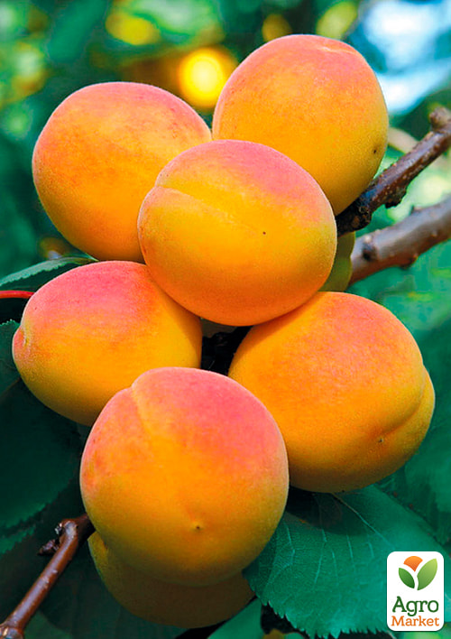 

Абрикос Мелітопольський ранній (літній сорт, ранній термін дозрівання)