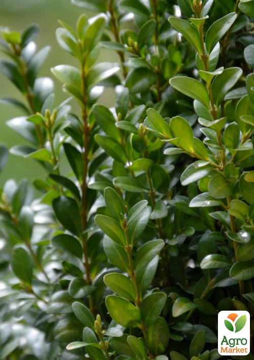 

Самшит вічнозелений Buxus sempervirens 2-х річний саджанець