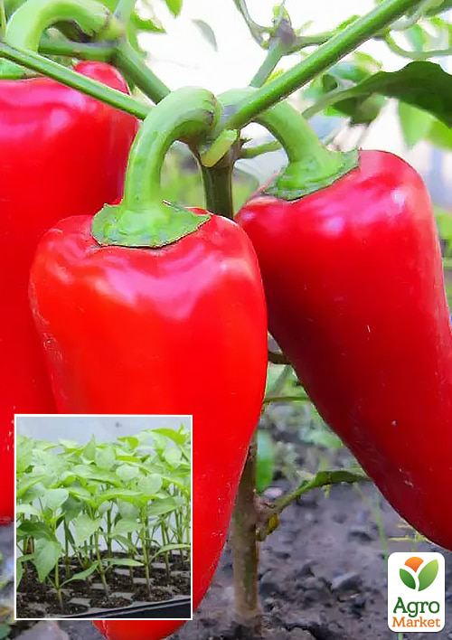 Розсада Перець солодкий "Подарунок Молдови" (фермерське вирощування), 42шт в упаковці (касета)