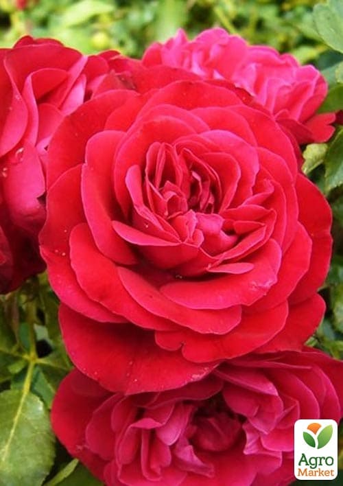 

Троянда штамбова Rouge Meilove (саджанець класу АА+) вищий сорт