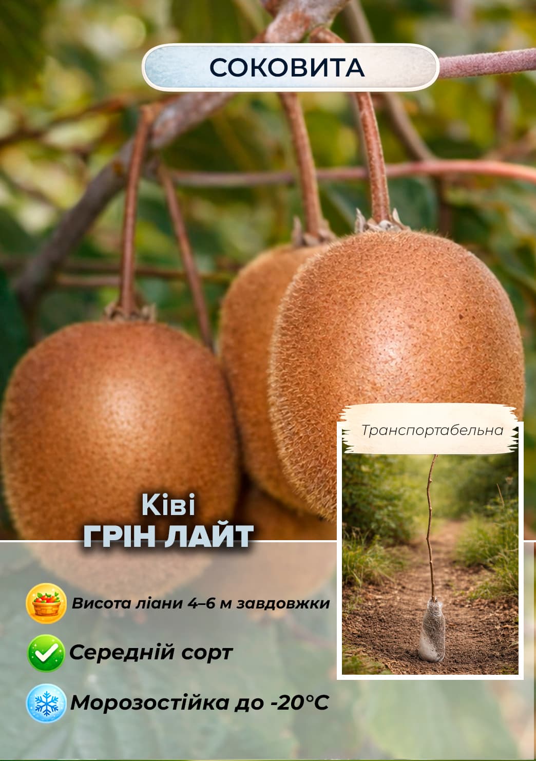 

Эксклюзив! Киви Грин Лайт (Green Light) (премиальный сорт с изумрудной мякотью)