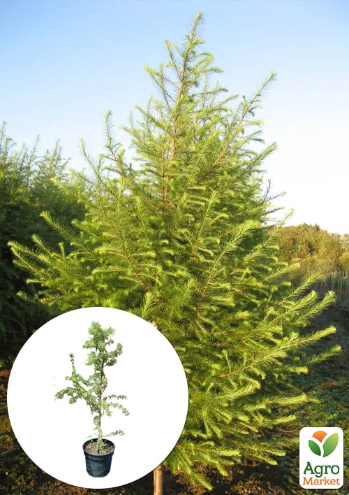 

Лиственница европейская 3-х летняя (Larix decidua) С3 высота 40-60см