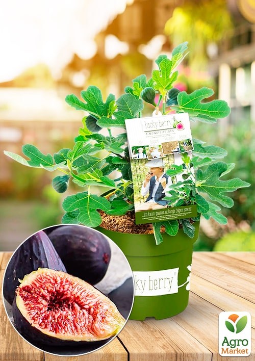 

LMTD Инжир ремонтантный 3-х летний Lucky Berry (высота 40см, горшок С5)