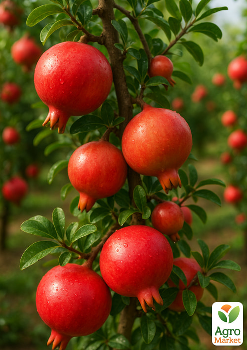 

Гранат Хиджаз (кисло-сладкий сорт, средний срок созревания)