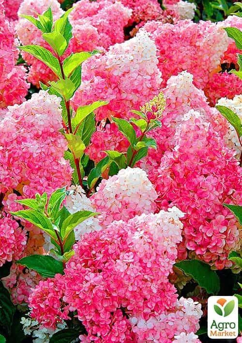 

Гортензия метельчатая Vanilla Fraise