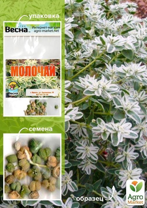 

Молочай (Зипер) ТМ "Весна" 0.5г