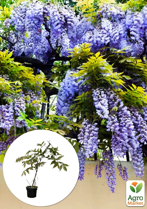 

Глициния 2-х летняя китайская Блу сапфир (Wisteria chinensis Blue Sapphire) высота саженца 20-40см