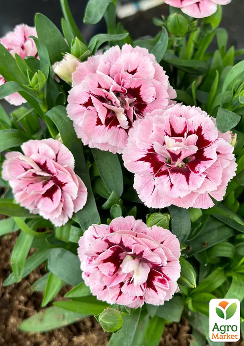 

Гвоздика Махровая Oscar Antique Pink