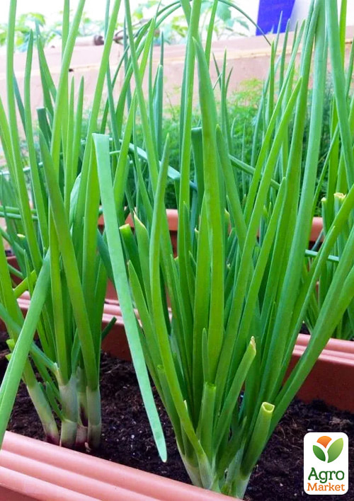 

Цибуля-сіянка 21шт (арбажейка) на зелень Чиполіно (Україна)