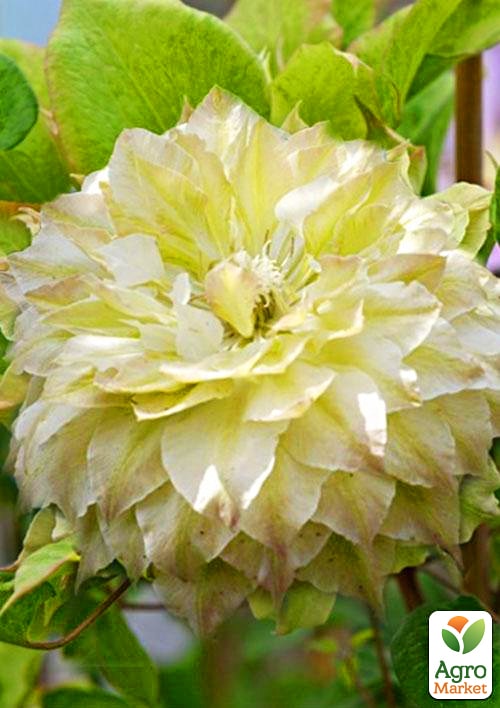 

Клематис Midori