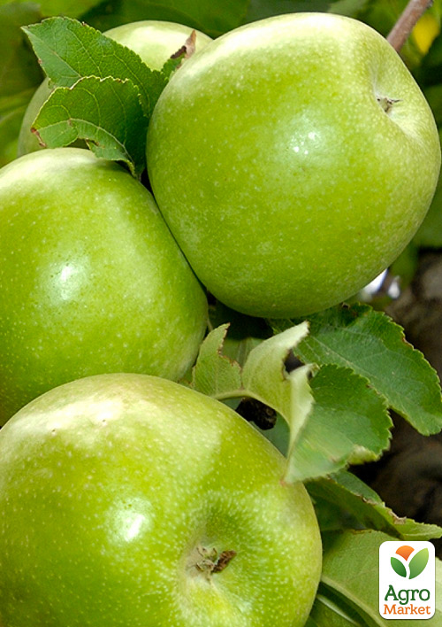 

Яблуня Гренні Сміт (зимовий сорт, пізній термін дозрівання)