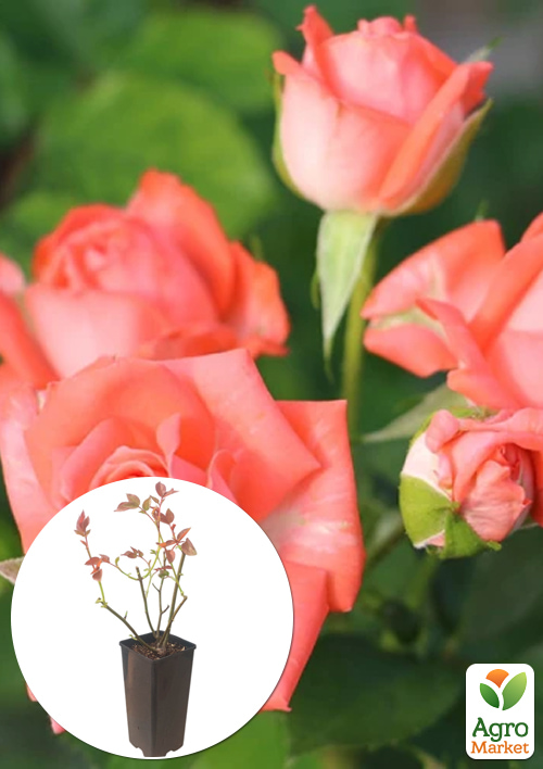 

Троянда спрей «Barbados» у контейнері, вищий сорт