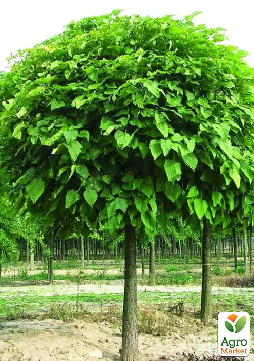 

Катальпа бигнониевидная на штамбе Nana высота 120см