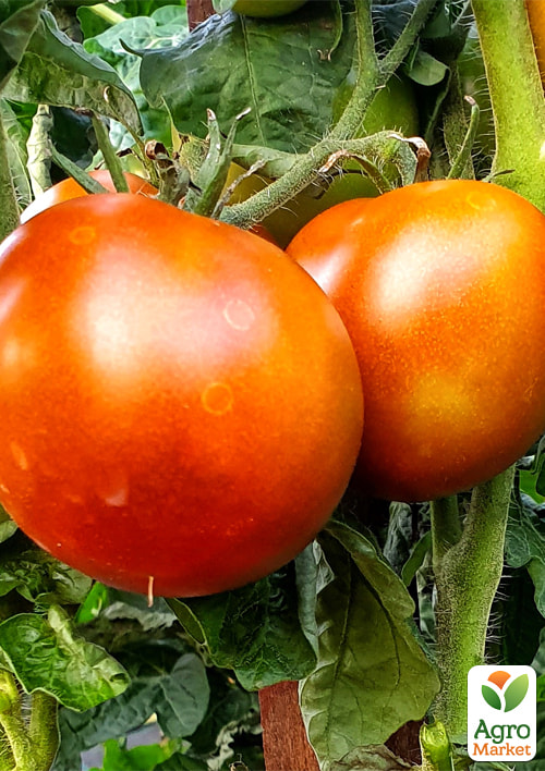 

Томат гном Бандаберг Рамбол ТМ Vesna Select 0.1г