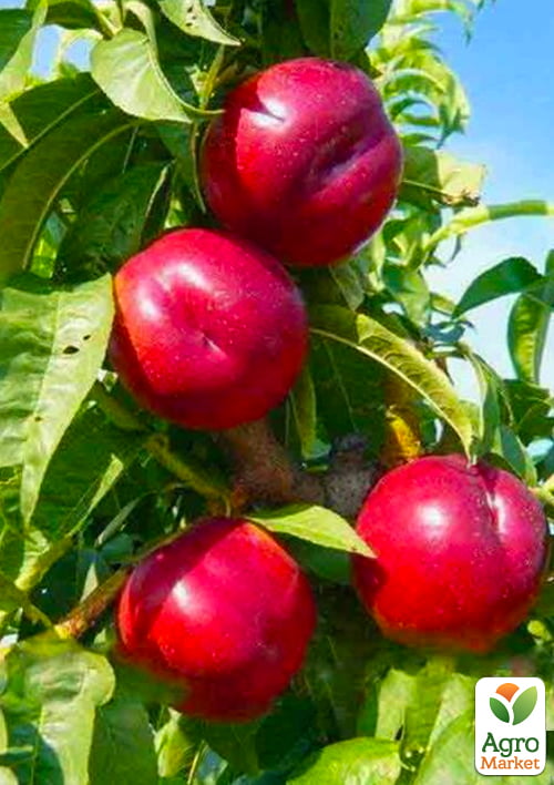 

Нектарин Крымчанин (лысый персик, летний сорт, поздний срок созревания)