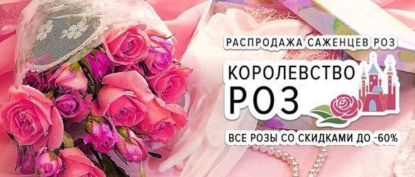Королевство роз: распродажа саженцев роз со скидками до -60% Королевство роз: распродажа саженцев роз со скидками до -60%