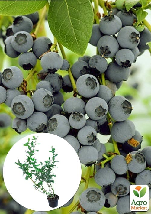 

Лохина 3-х річна Блюджей (Bluejey) С5 висота 70-90см