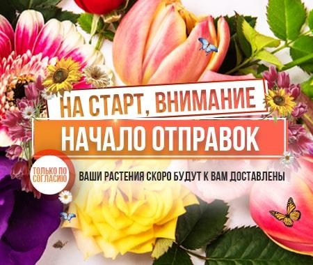 Отправляем заказы Сезона Весна 2021 Отправляем заказы Сезона Весна 2021