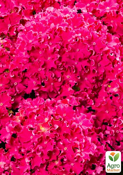 

Гортензия крупнолистная курчавая Curly Sparkle Hot Pink