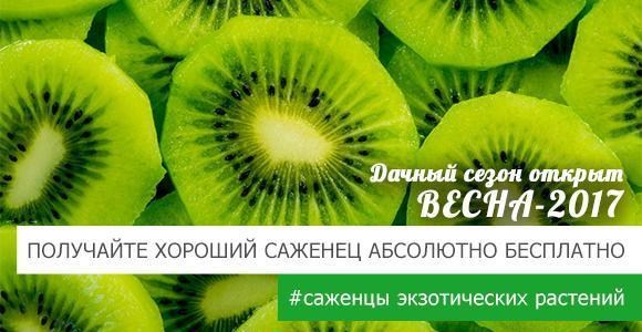 Впервые за долгое время акция на саженцы экзотических растений! Впервые за долгое время акция на саженцы экзотических растений!