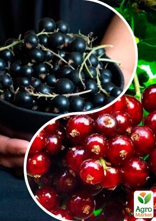 

Смородина, комплект из 2-х сортов Очаровательная ягодка (Charming berry) 2шт саженцев