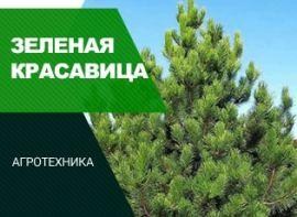 Посадка сосны