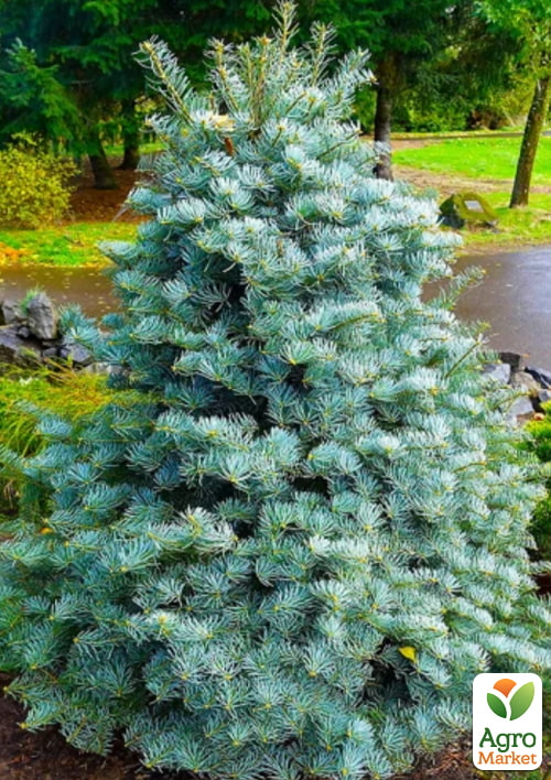 

Пихта одноцветная Violacea (ком/сетка) высота 140-150 см