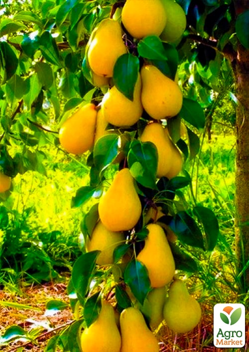 

Груша колоновидна Декора Ексклюзив