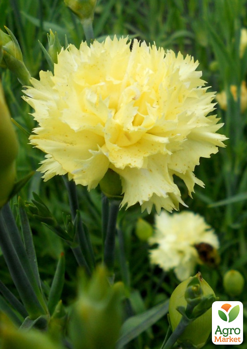 

Гвоздика Махрова Super Trouper Tilda