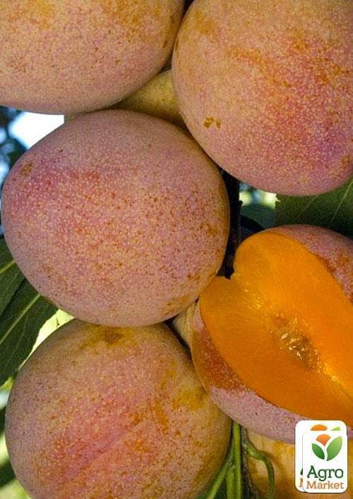 

Слива Суперіор (літній сорт, середній термін дозрівання)