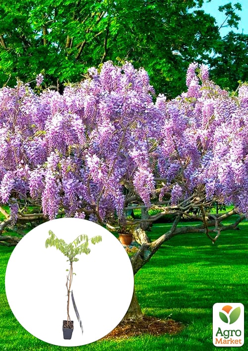 

Гліцинія 3-х річна японська Іссаї (Wisteria chinensis Issai) С2, висота саджанця 60-100см