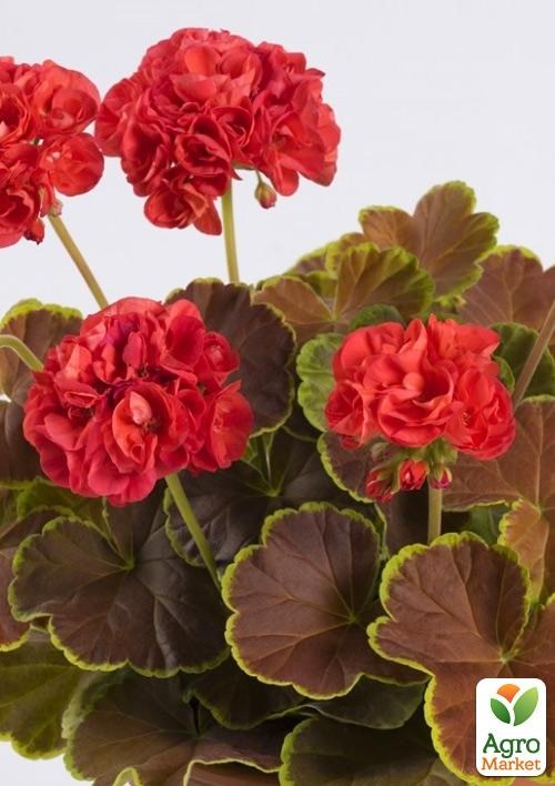 

Пеларгония пестролистная Caramel Red