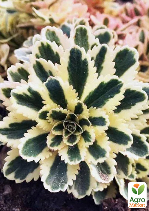 

Очиток такесимский Atlantis