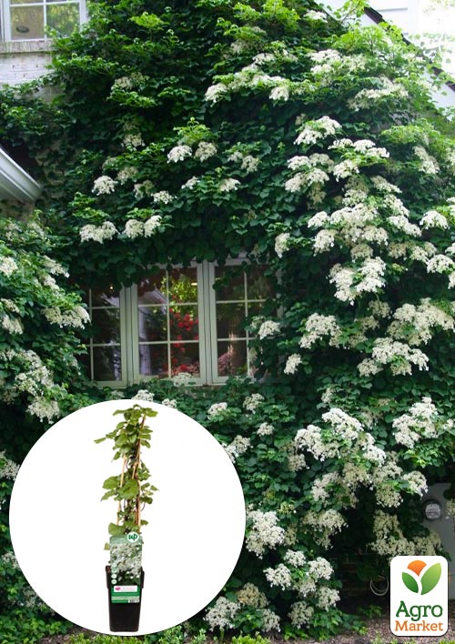 

Гортензия вьющаяся лианаPetiolaris высота 50-60см